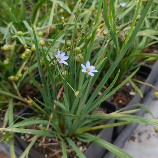 Sisyrinchium angustifolium (Narrow-leaf Blue-Eyed Grass)