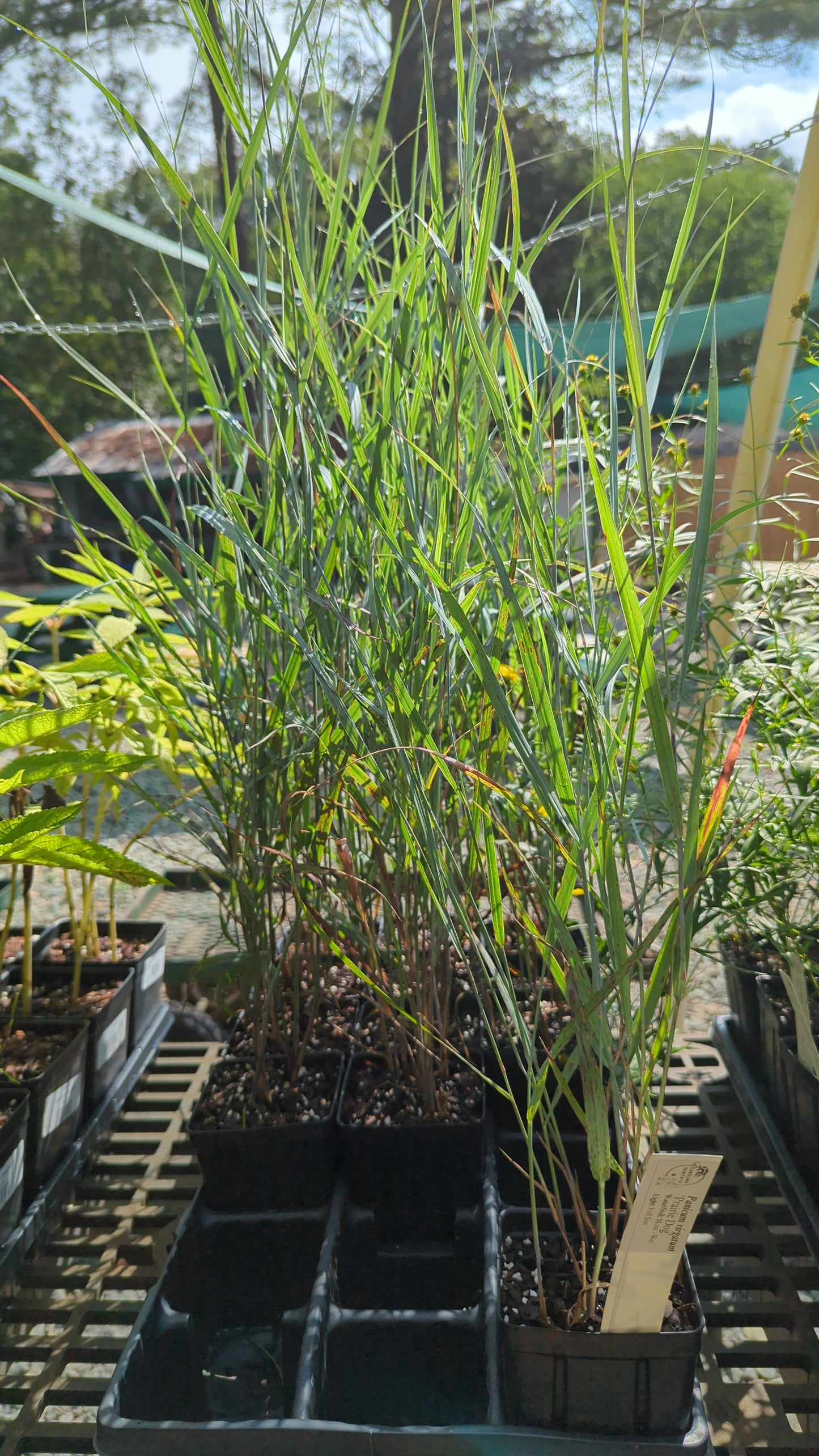 Panicum virgatum 'Prairie Dog' (‘Prairie Dog’ switchgrass)