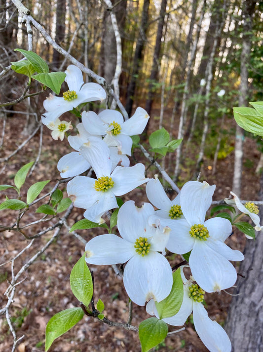 Flowering Dogwood