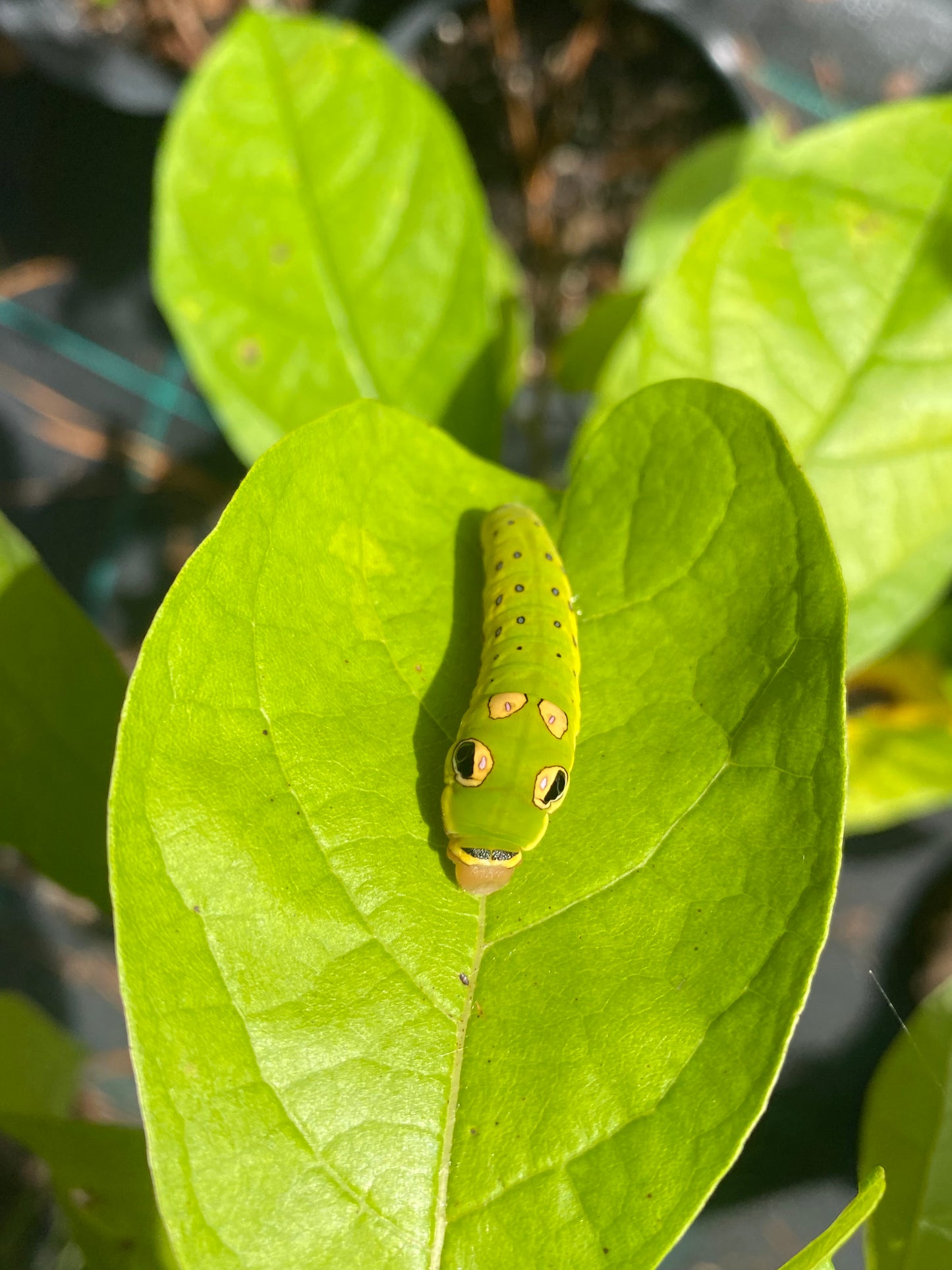 Lindera benzoin (Northern Spicebush)