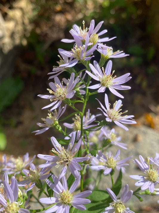 Symphyotrichum cordifolium (Blue Wood Aster)