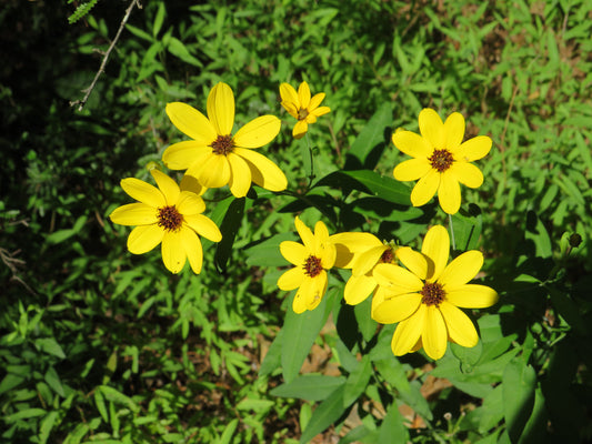 Coreopsis tripteris (Tall Tickseed)