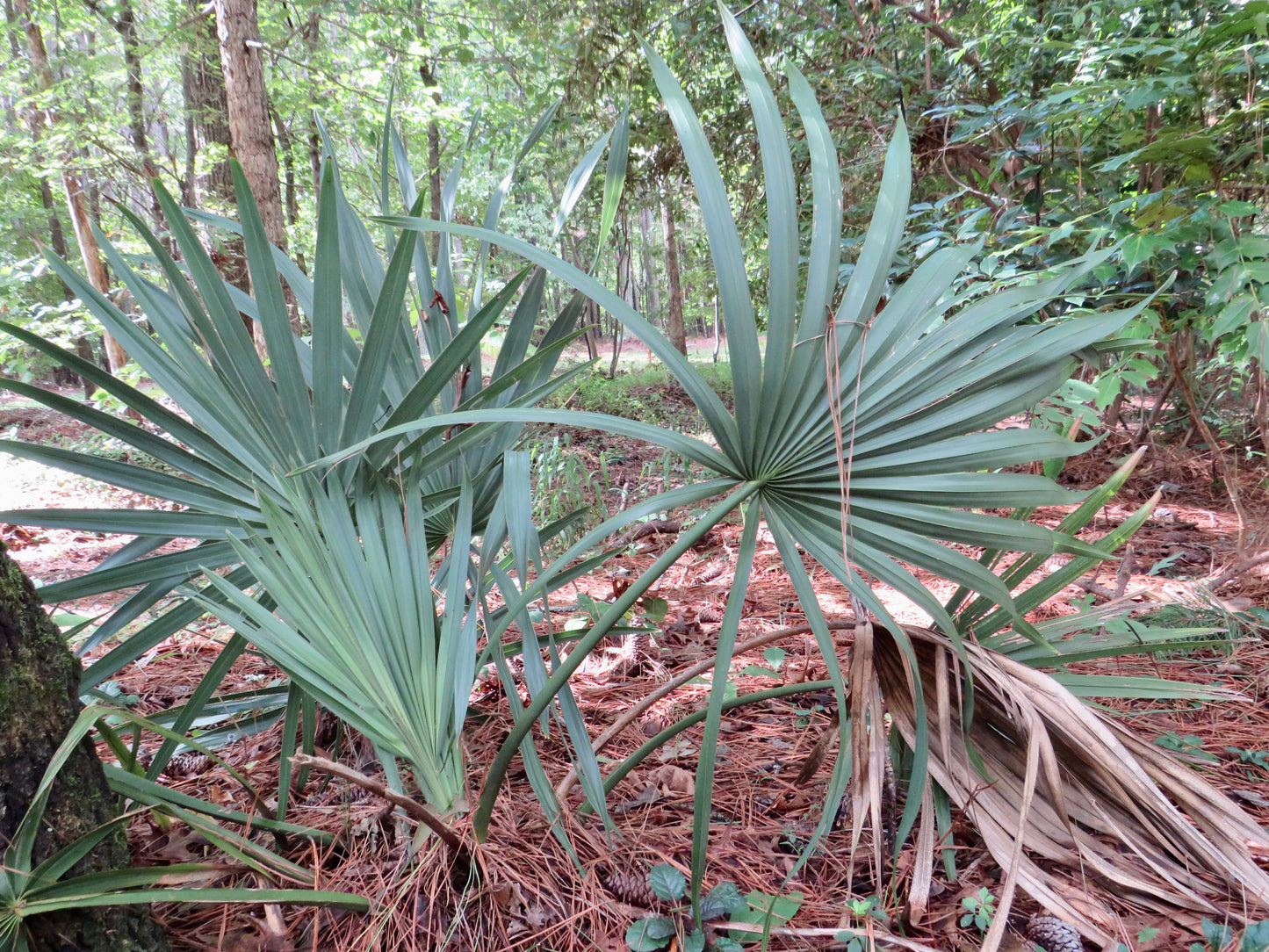 Sabal minor (Dwarf Palmetto)