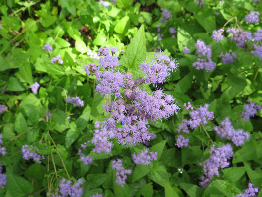 Conoclinium coelestinum (Blue Mistflower)