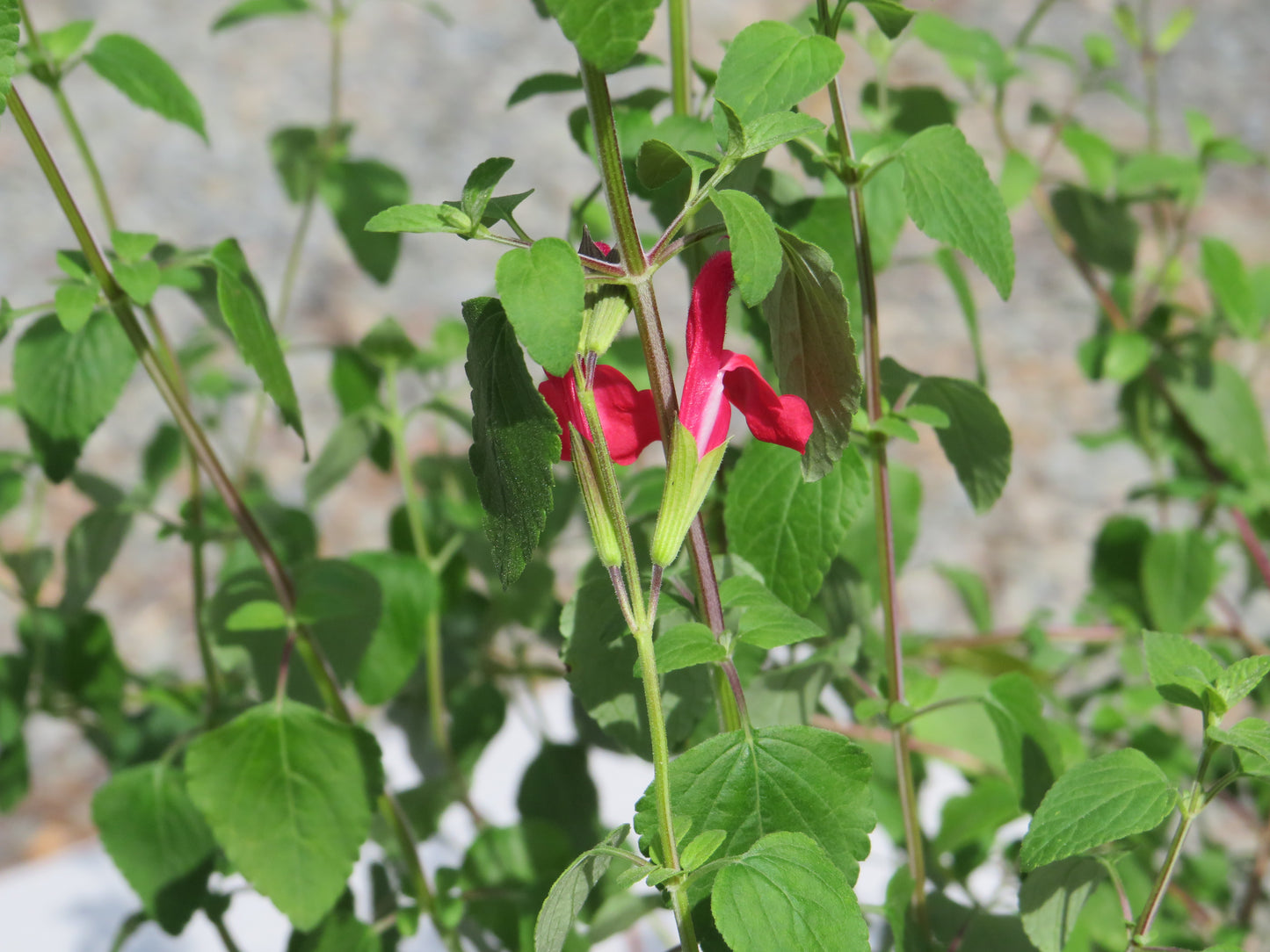 Salvia microphylla 'Hot Lips' (Hot Lips Littleleaf Sage)