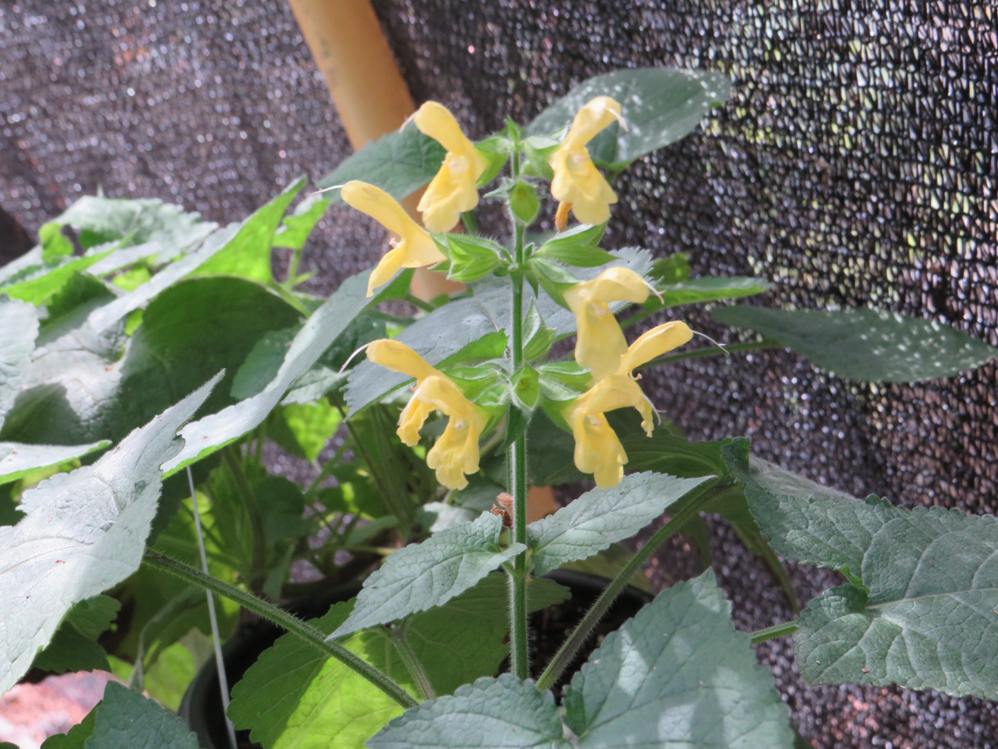 Salvia koyamae (Japanese Yellow Salvia)