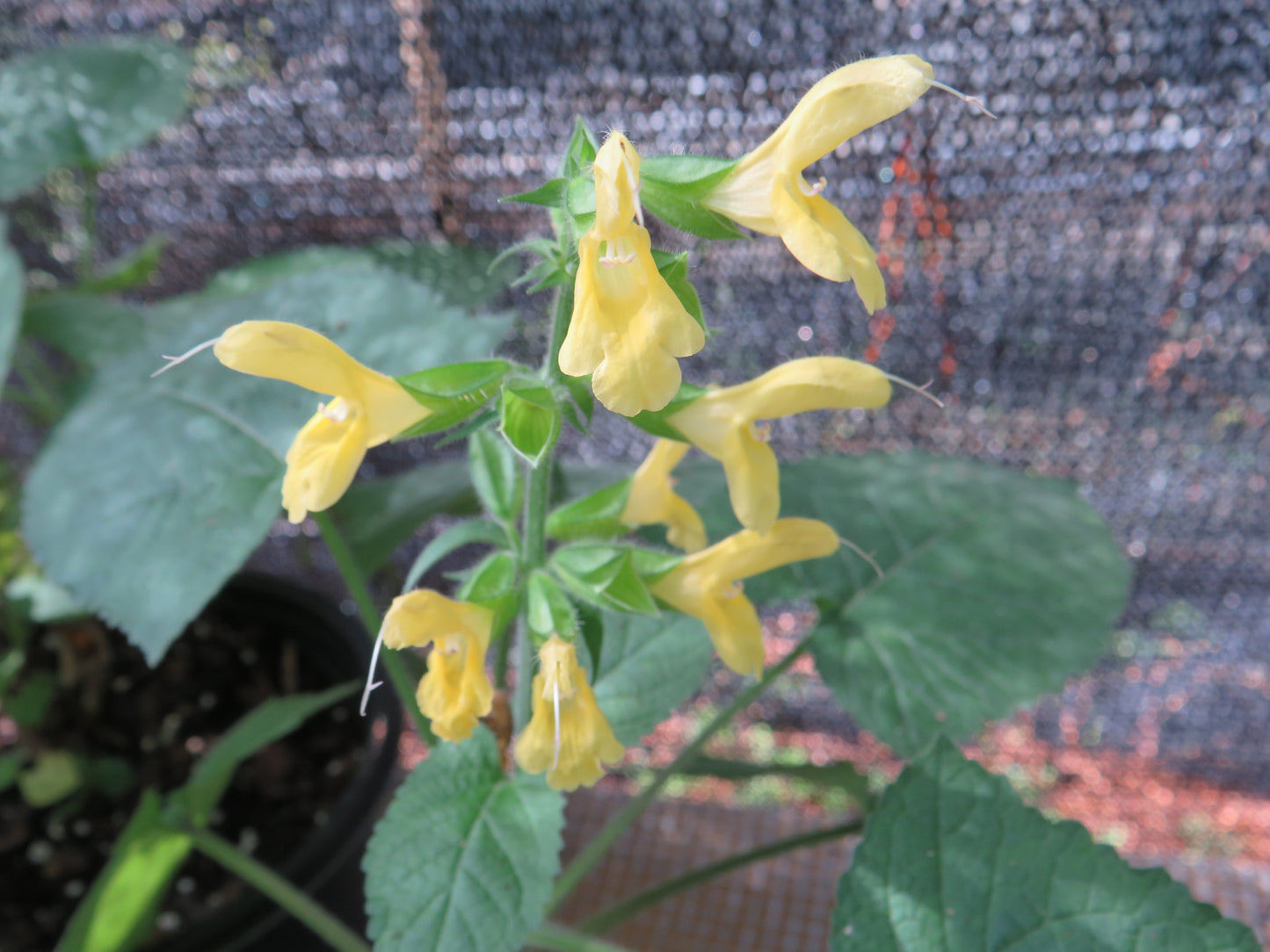 Salvia koyamae (Japanese Yellow Salvia)