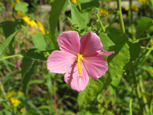 Kosteletzkya pentacarpos (Seashore mallow)