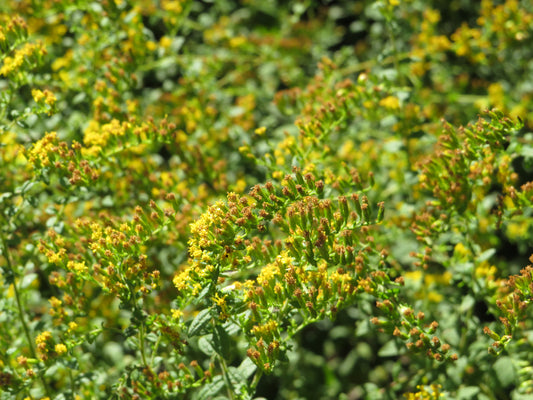 Solidago rugosa (Wrinkleleaf Goldenrod)