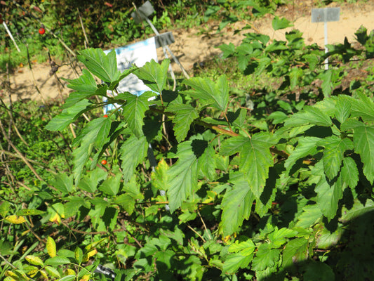 Physocarpus opulifolius (Common Ninebark)