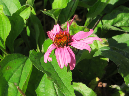 Echinacea purpurea (Purple Coneflower)