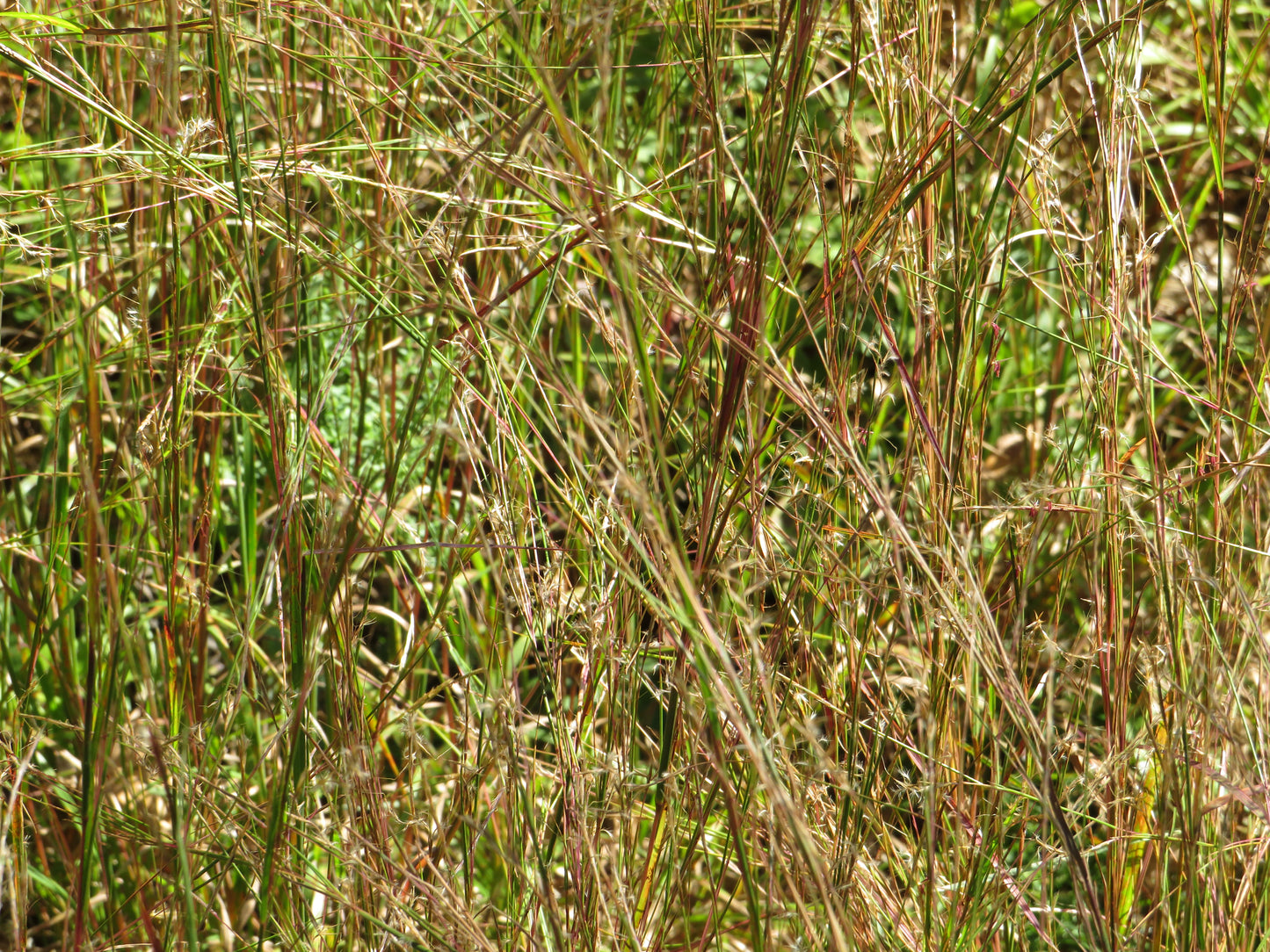 Schizachyrium scoparium (Little Bluestem)