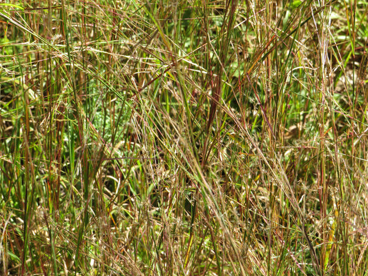 Schizachyrium scoparium (Little Bluestem)