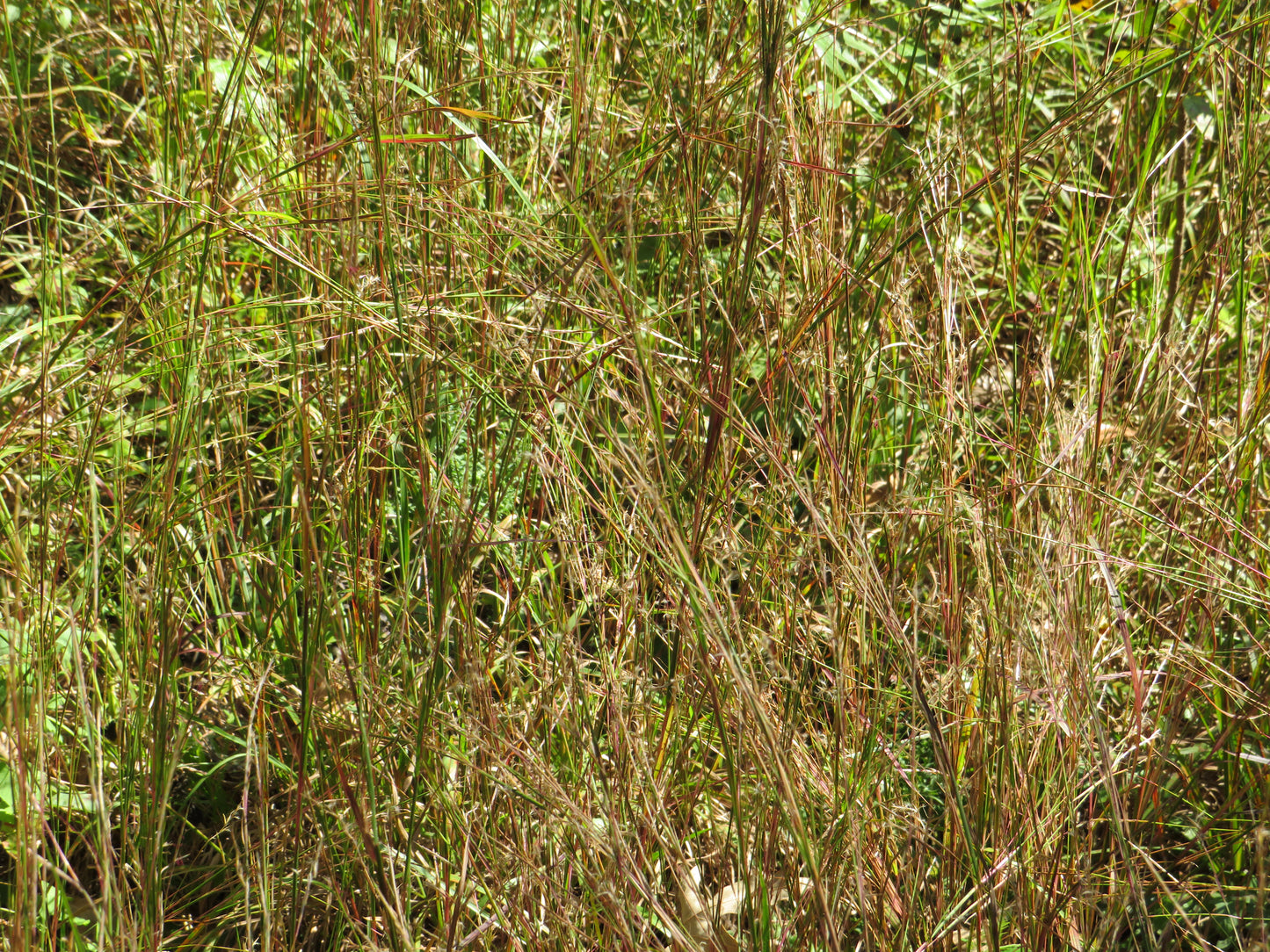 Schizachyrium scoparium (Little Bluestem)