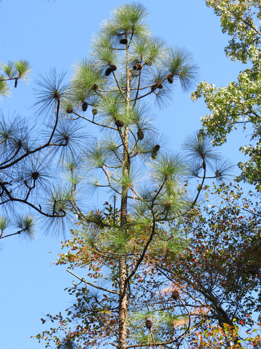 Pinus palustris (Longleaf Pine)