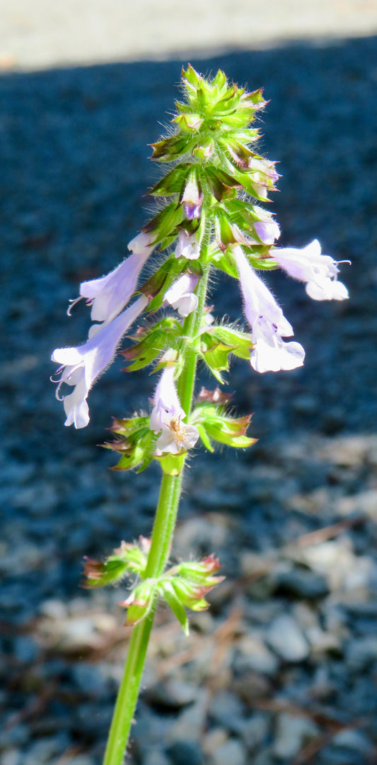 Salvia lyrata (Lyreleaf Sage)