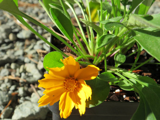 Coreopsis auriculata 'Nana' (Dwarf Tickseed)