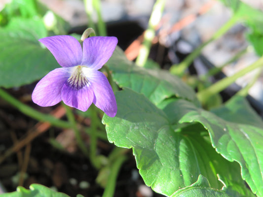 Viola sororia (Common blue violet)