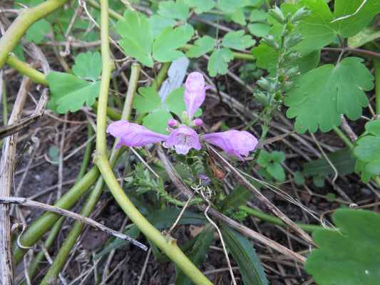 Physostegia virginiana (Obedient Plant)