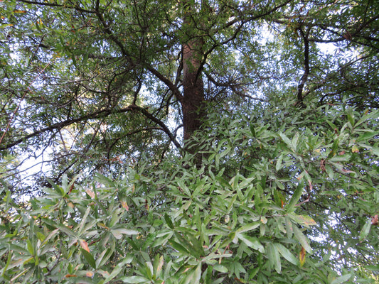 Quercus phellos (Willow oak)