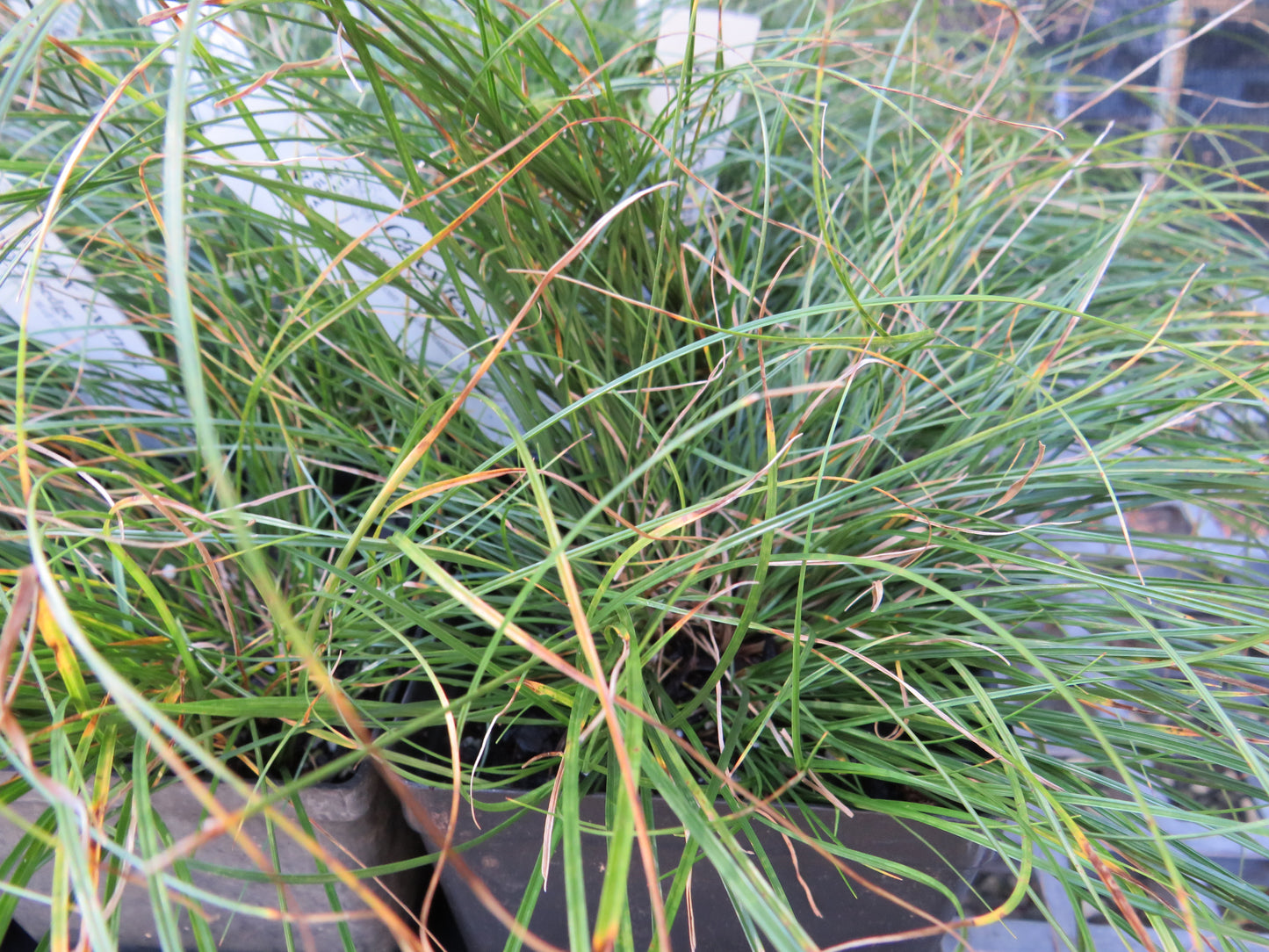 Carex texensis (Texas Sedge)