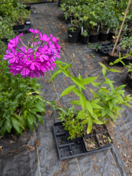 Phlox paniculata 'Robert Poore' (Pink Garden Phlox)