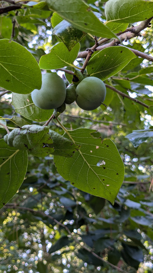 Diospyros virginiana (American Persimmon)