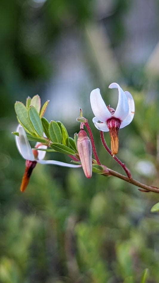 Vaccinium macrocarpon (American Cranberry)