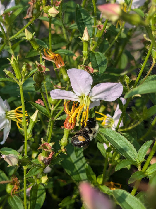 Rhexia mariana (Maryland Meadow Beauty)