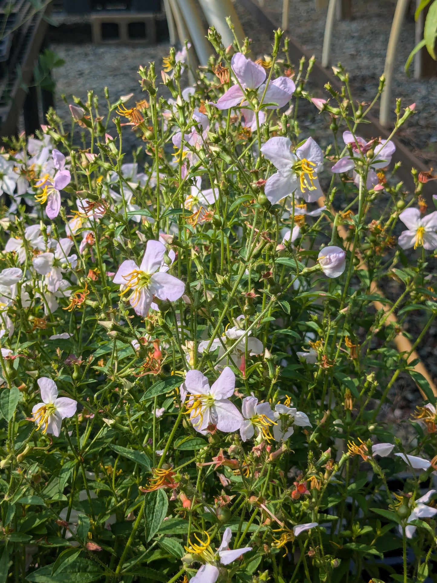 Rhexia mariana (Maryland Meadow Beauty)