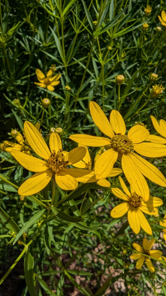 Coreopsis major (Greater tickseed)