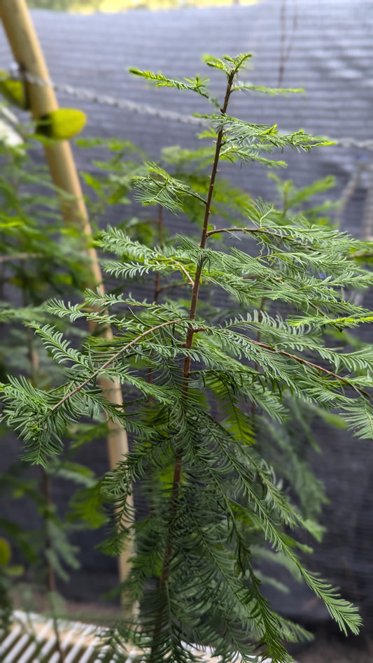 Taxodium distichum (Bald Cypress)