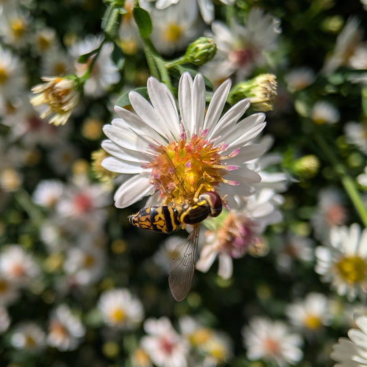 Symphyotrichum ericoides (Heath Aster)