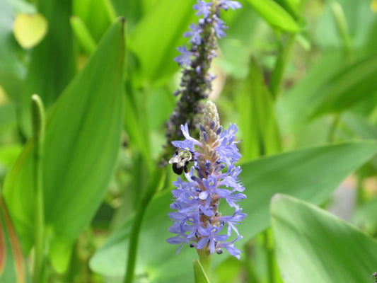 Pickerelweed