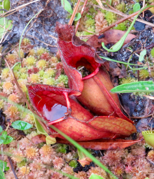 Purple Pitcher Plant