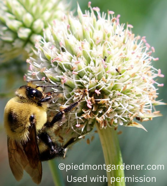 Eryngium yuccifolium (Rattlesnake master)