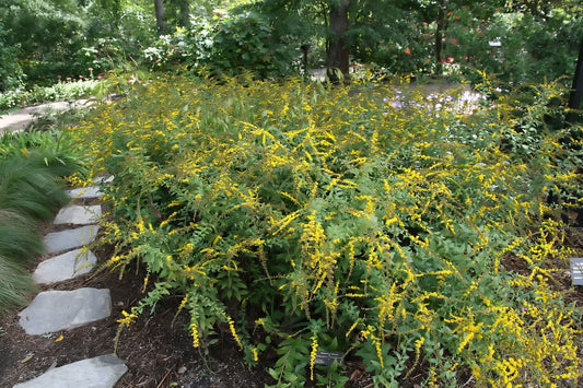 Solidago rugosa 'Fireworks' (Rough-Leaved Goldenrod)