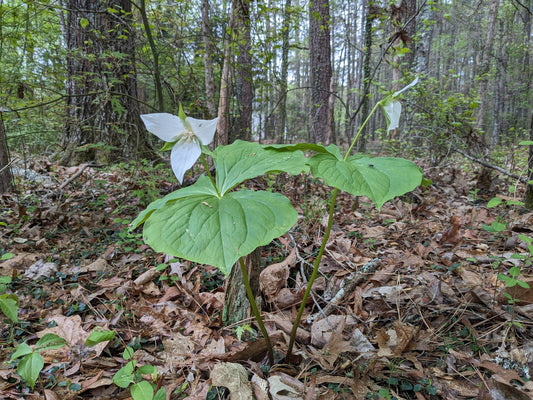 Trillium grandiflorum (Great White Trillium)