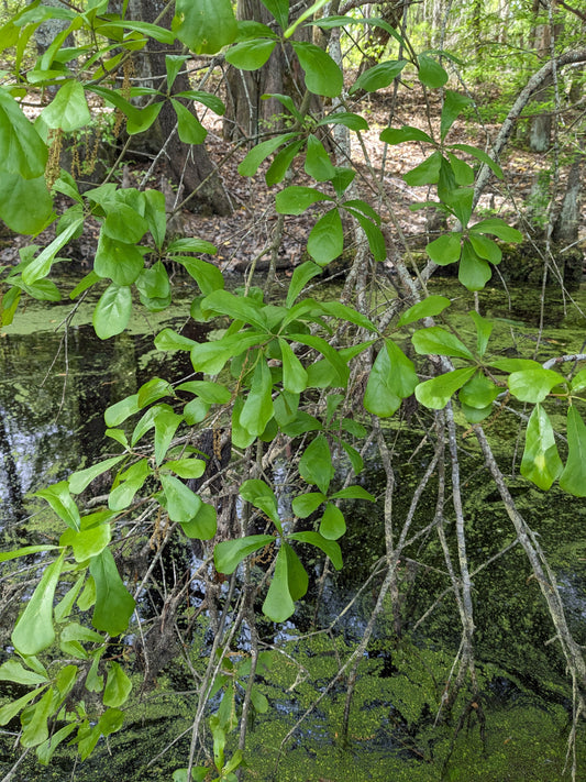 Quercus nigra (Water Oak)