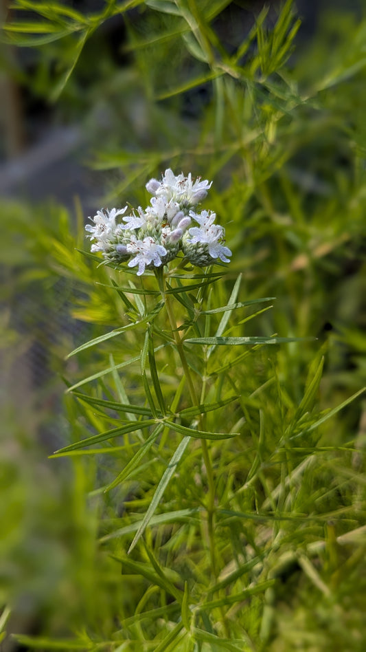 Pycnanthemum tenuifolium (Mountain Mint)