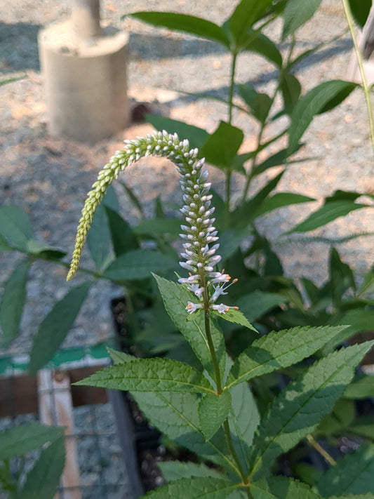 Veronicastrum virginicum (Culver's Root)