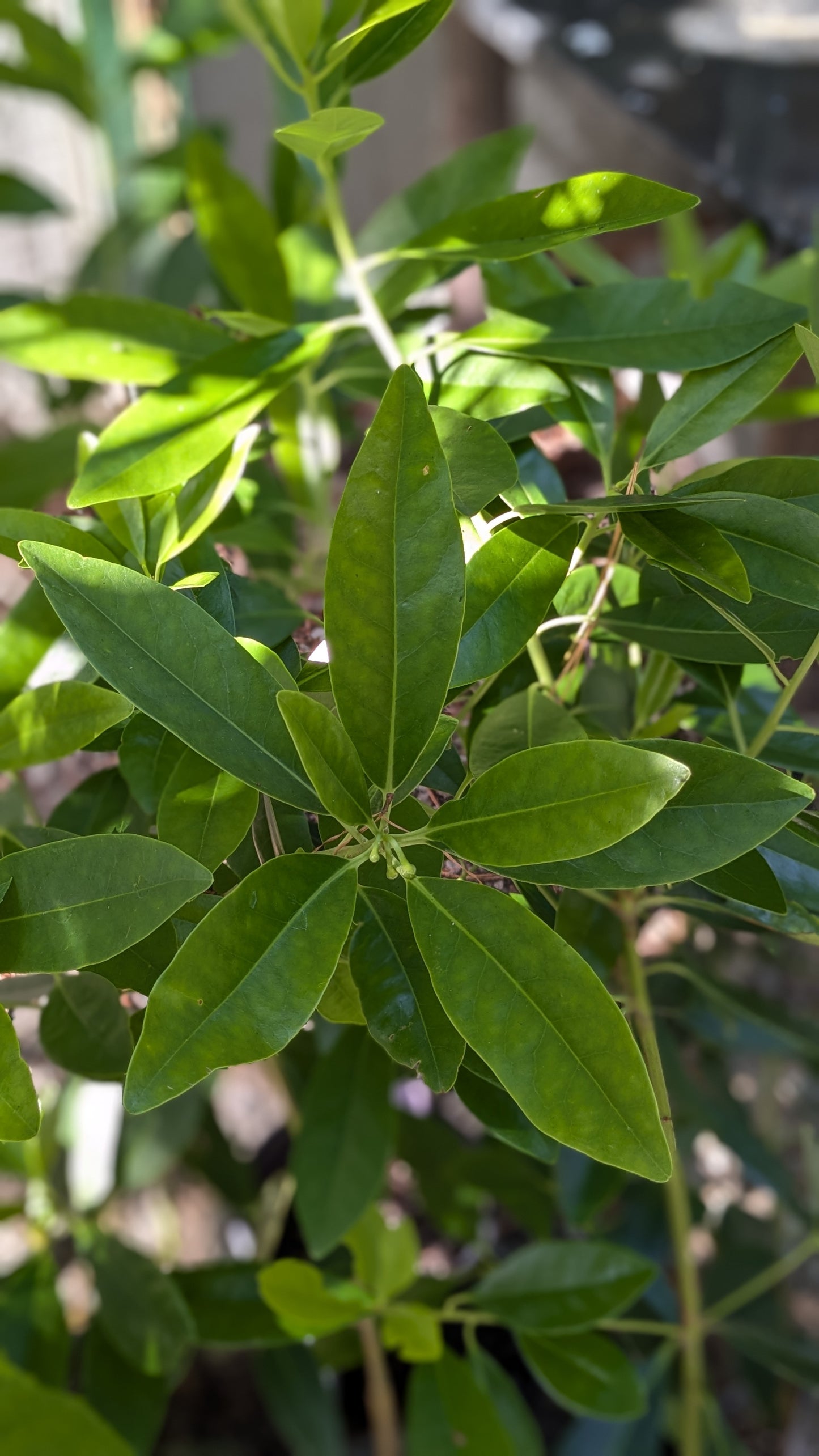 Illicium parviflorum (Swamp Star-Anise)