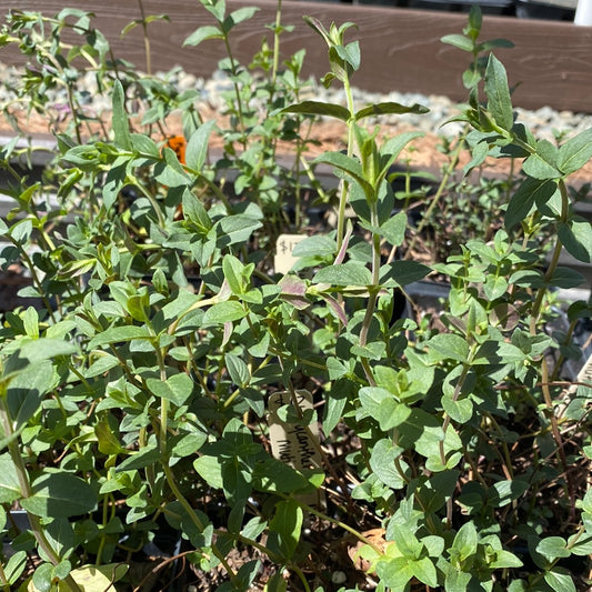 Pycnanthemum muticum (Blunt Mountain Mint)